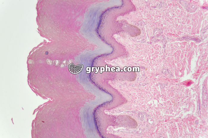 Peau avec glandes sudoripares x25 - gryphea.com